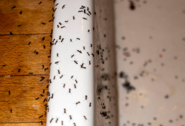Best Exterminator Services  in Flandreau, SD